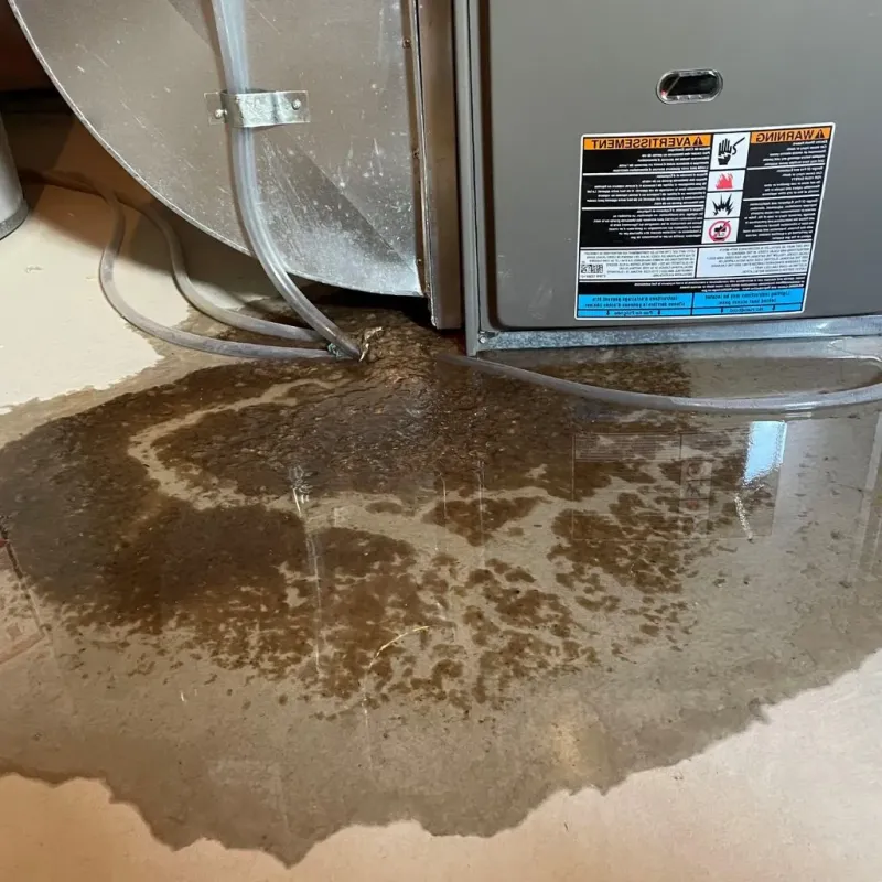 Pipe Burst and Leak Restoration in Cactus, TX